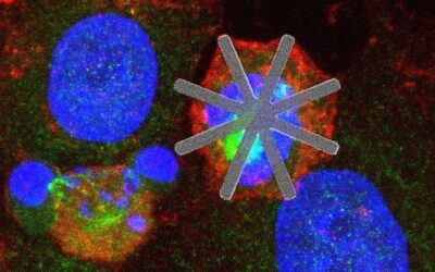 Una investigació del CSIC introdueix xips dins de cèl·lules vives com a fàrmacs “mecànics”