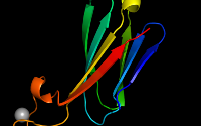 Creen per disseny computacional proteïnes inexistents a la natura que imiten les immunoglobulines dels anticossos