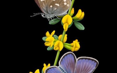 Seqüenciat el genoma de la papallona Xerces Blue, una icona de l’extinció causada pels humans