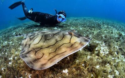 MINKA assoleix més de 100.000 observacions de biodiversitat al litoral català, un rècord històric