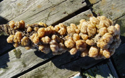 Un factor clau en l’èxit d’una espècie invasora és el seu microbioma, segons un nou estudi