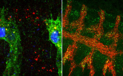 Identificat un mecanisme d’acció no convencional a un receptor cel·lular