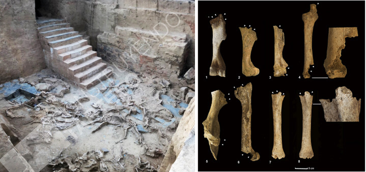 Excavación con los estos de fauna hallados (imagen de Construyendo Tarteso) y huesos analizados en el estudio. Excavación con los estos de fauna hallados (imagen de Construyendo Tarteso) y huesos analizados en el estudio.