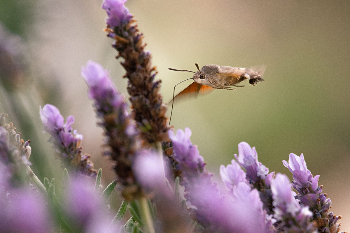 Esfinge colibrí (insecto lepidóptero) sobrevolando inflorescencias de lavanda. Autor: Roger López (IBB-CSIC-MCNB) Esfinge colibrí (insecto lepidóptero) sobrevolando inflorescencias de lavanda. Autor: Roger López (IBB-CSIC-MCNB)