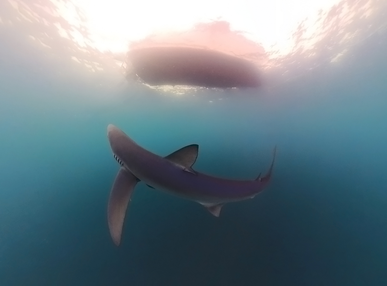 En la imagen, un tiburón. Autor: Isaias Cruz - Mako Paco (Observadores del Mar). En la imagen, un tiburón. Autor: Isaias Cruz - Mako Paco (Observadores del Mar).