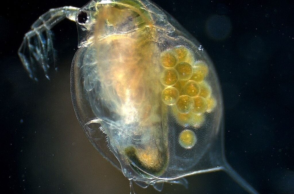 Un microcrustáceo de laboratorio, clave para el estudio de los efectos de las drogas en el ser humano