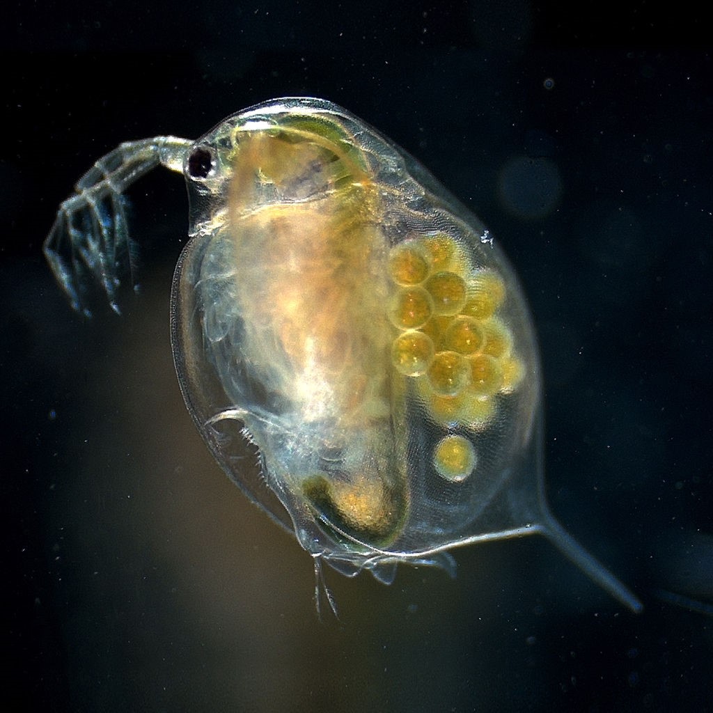 La Daphnia magna sufrió alteraciones en su comportamiento, frecuencia cardíaca, y a nivel celular al ser expuesta a la cocaína, metanfetamina, éxtasis y ketamina. / Wikimedia. La Daphnia magna sufrió alteraciones en su comportamiento, frecuencia cardíaca, y a nivel celular al ser expuesta a la cocaína, metanfetamina, éxtasis y ketamina. / Wikimedia.