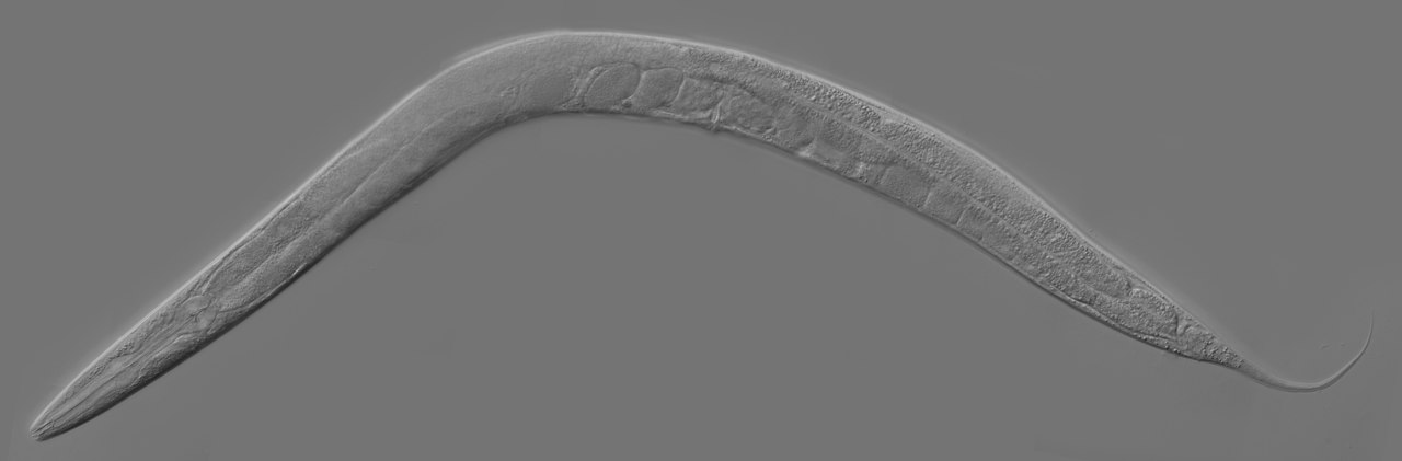 Cuc Caenorhabditis elegants adult. Crèdit: Zeynep F. Altun Cuc Caenorhabditis elegants adult. Crèdit: Zeynep F. Altun