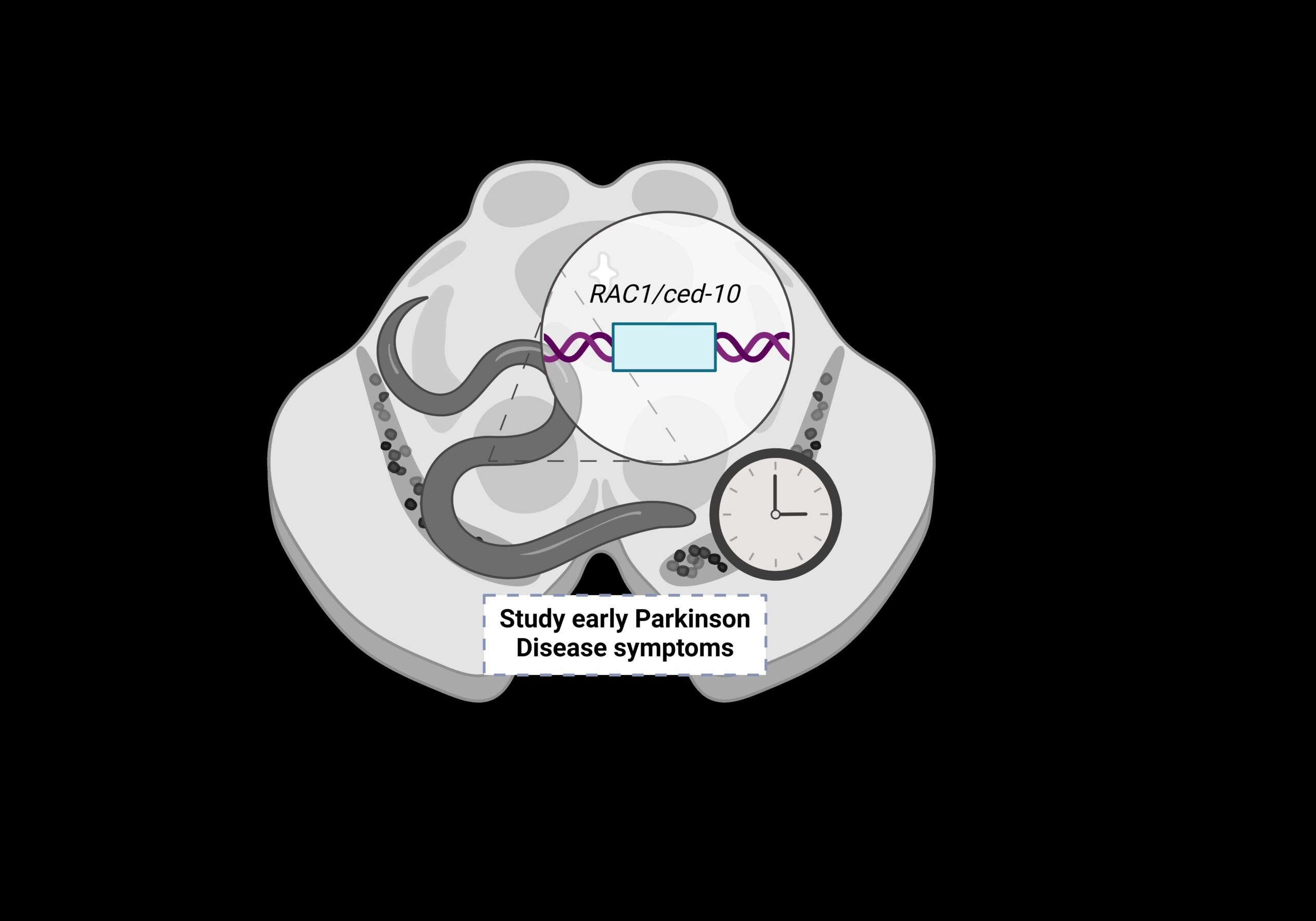 Gràfic il·lustratiu de l'estudi que proposa C. elegans Rac1/CED10 com a model per a estudiar els estadis inicials del Parkinson. Gràfic il·lustratiu de l'estudi que proposa C. elegans Rac1/CED10 com a model per a estudiar els estadis inicials del Parkinson.
