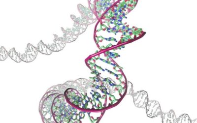 La seqüència de l’ADN “recorda” la trajectòria de la doble hèlix al llarg del genoma, segons revela un nou estudi