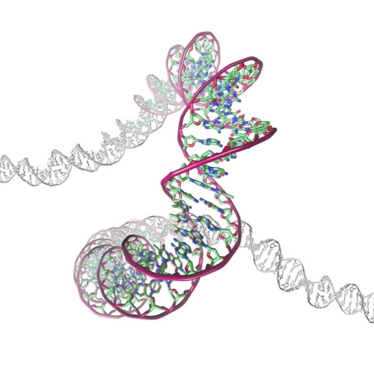 La plasticitat i curvatures de la doble hèlix recorden i faciliten un plegament específic de l'ADN a diferents regions dels cromosomes. DNA Topology Lab (IBMB-CSIC).