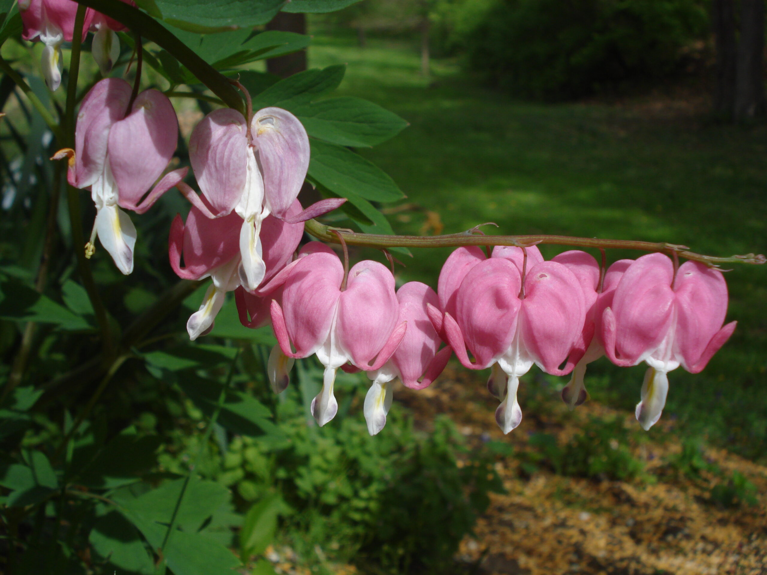 Simetría ortogonal. Flores disimétricas. Corazón sangrante (Lamprocapnos spectabilis). Fotografía: © Oriane Hidalgo Simetría ortogonal. Flores disimétricas. Corazón sangrante (Lamprocapnos spectabilis). Fotografía: © Oriane Hidalgo