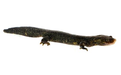 Descoberta una subespècie nova del Tritó del Montseny, un animal únic a Catalunya amenaçat per l’extinció