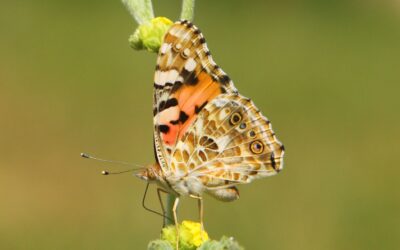 Demostren per primera vegada que un grup de papallones travessa volant l’oceà Atlàntic