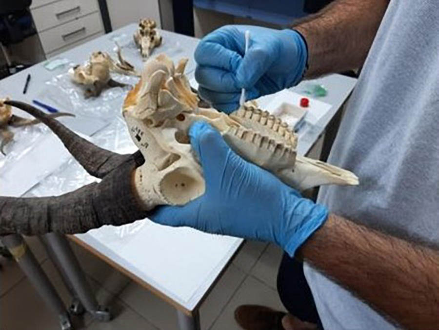 El trabajo estudia el microdesgaste dental mediante microscopía confocal, un método no destructivo que analiza en 3D las microtrazas producidas en los dientes por la alimentación ingerida. Arriba, estudio de un ejemplar de la colección de la Estación Experimental de Zonas Áridas del CSIC. Imagen: EEZA/CSIC: El trabajo estudia el microdesgaste dental mediante microscopía confocal, un método no destructivo que analiza en 3D las microtrazas producidas en los dientes por la alimentación ingerida. Arriba, estudio de un ejemplar de la colección de la Estación Experimental de Zonas Áridas del CSIC. Imagen: EEZA/CSIC: