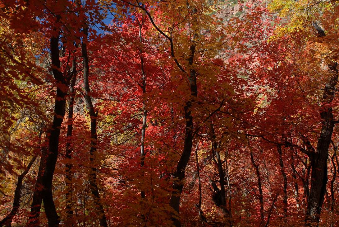 Bosque caducifolio. Imagen de la GBFI Bosque caducifolio. Imagen de la GBFI