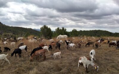 L’estudi de la dieta de cabres salvatges i domèstiques actuals revela dades inèdites sobre la seva domesticació fa milers d’anys