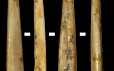 Los primeros neolíticos del Pirineo aplicaron estrategias de selección de especies para producir artefactos óseos