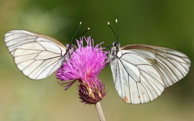 Cómo sobrevivieron las mariposas a la Edad de Hielo revela claves de su futuro frente al cambio climático