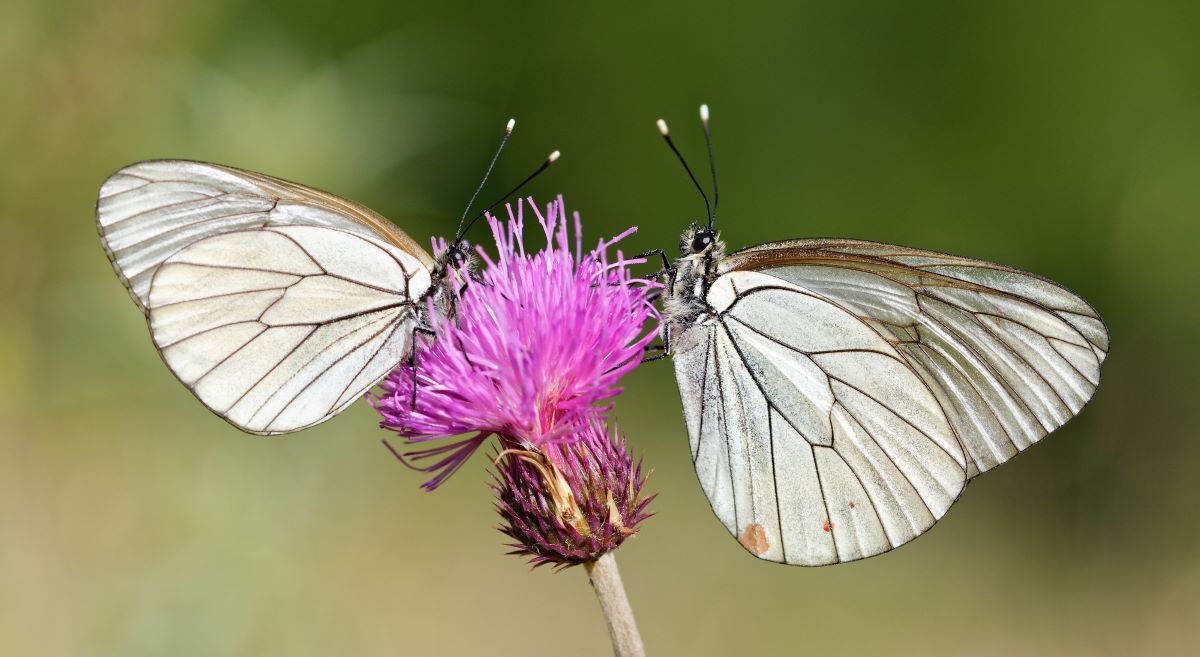 Dos ejemplares de mariposas Aporia crataegi (Vlad Dinca). Dos ejemplares de mariposas Aporia crataegi (Vlad Dinca).
