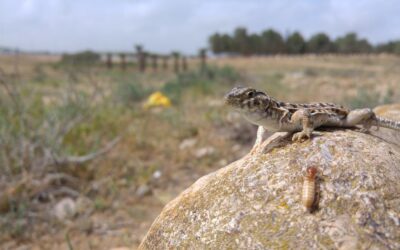 Un projecte amb participació del CSIC uneix 33 països per seqüenciar el genoma de les espècies europees