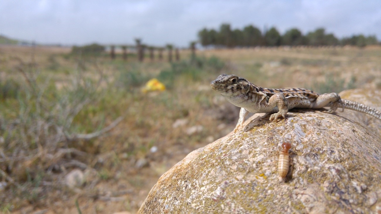 Llangardaix (Acanthodactylus beershebensis), una de les espècies triades en el marc del projecte. / SIMON JAMISON Llangardaix (Acanthodactylus beershebensis), una de les espècies triades en el marc del projecte. / SIMON JAMISON