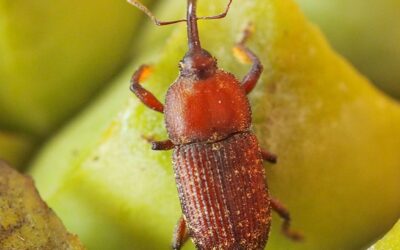 La capacitat d’algunes plantes per generar calor juga un paper crucial en la història evolutiva de la pol·linització