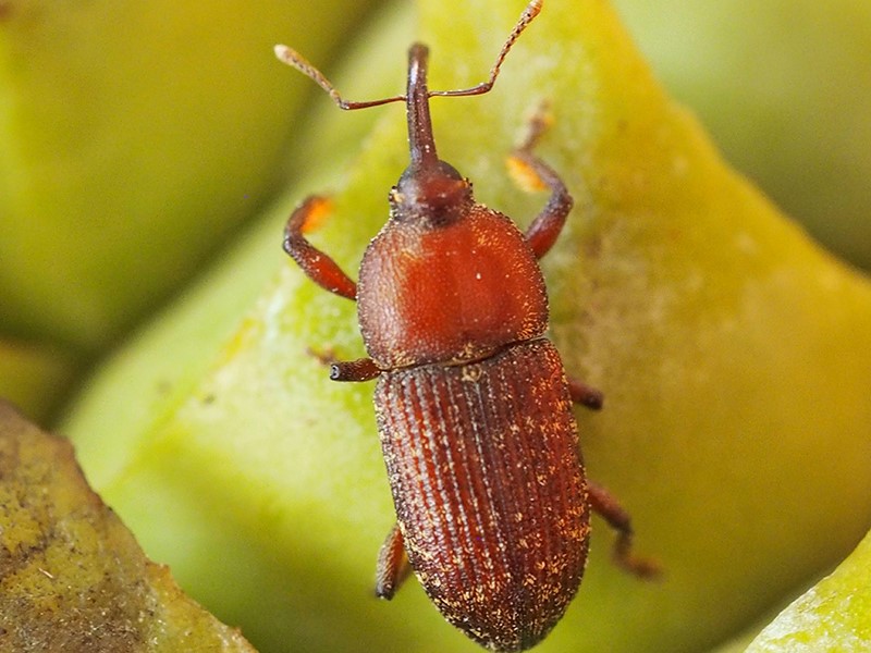 La termogènesi està present en plantes com la 'Macrozamia communis', que eleven la temperatura dels seus òrgans reproductors quan estan en floració per atraure insectes pol·linitzadors. / R. Oberprieler La termogènesi està present en plantes com la 'Macrozamia communis', que eleven la temperatura dels seus òrgans reproductors quan estan en floració per atraure insectes pol·linitzadors. / R. Oberprieler