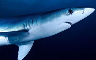El CSIC lidera un proyecto para mejorar la conservación de los tiburones en el Mediterráneo