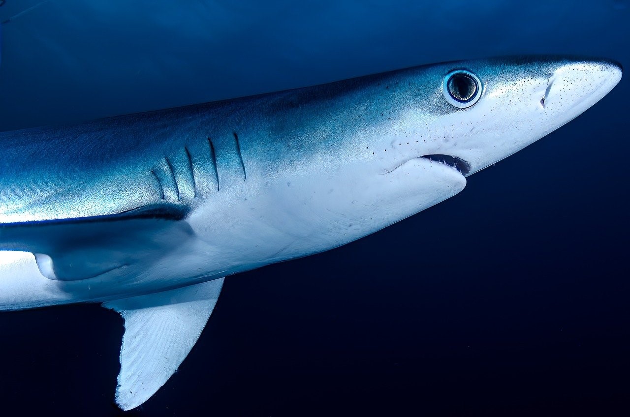 La conservación de los tiburones es una necesidad real y urgente a nivel global. /Pixabay. La conservación de los tiburones es una necesidad real y urgente a nivel global. /Pixabay.