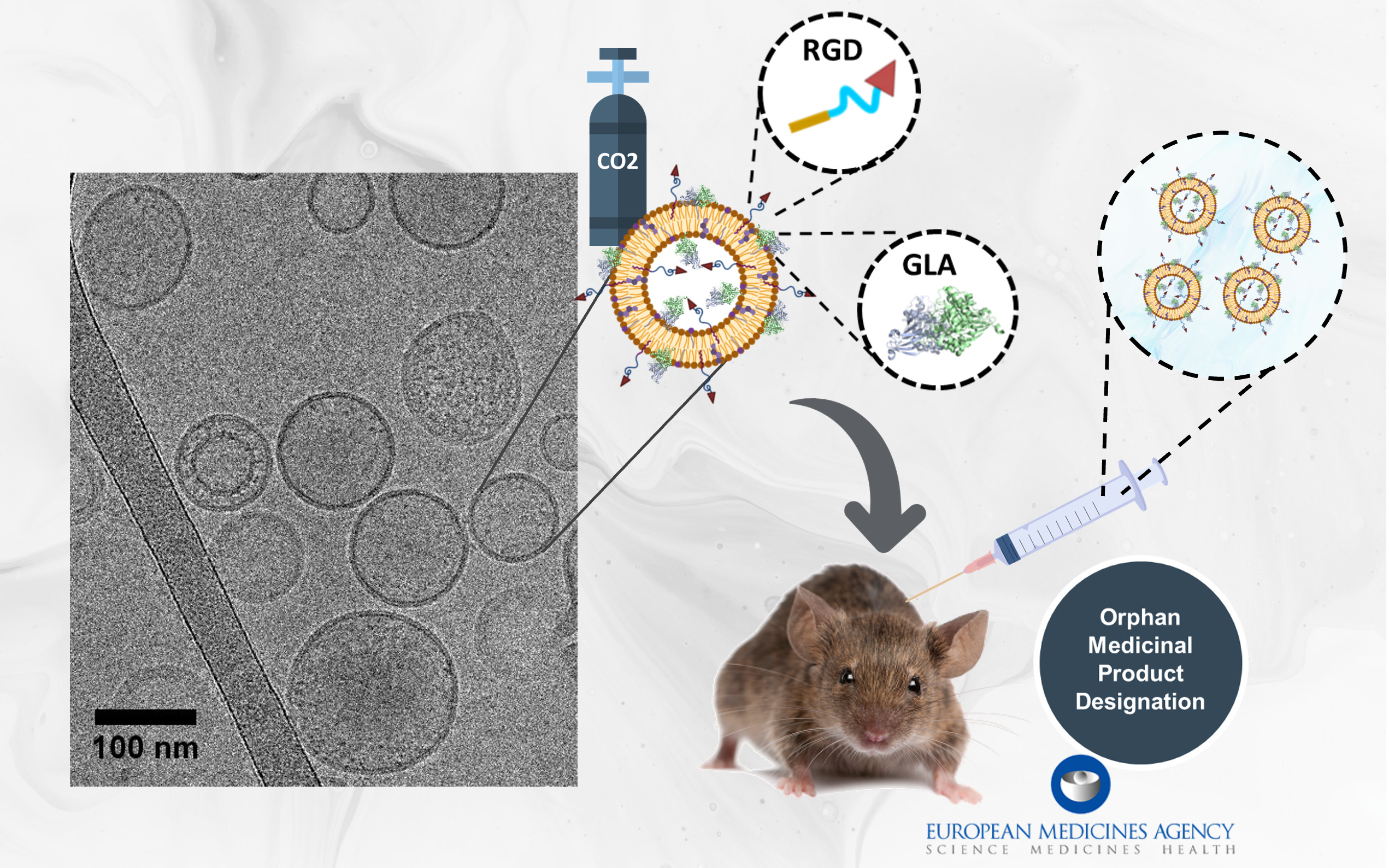Representació de la nova nanoGLA teràpia, showing la seva composició i estructura per cryo-microscopy imaging. NanoGLA has bein injected into mice and has been labelled Orphan Medicinal Product Designation. Representació de la nova nanoGLA teràpia, showing la seva composició i estructura per cryo-microscopy imaging. NanoGLA has bein injected into mice and has been labelled Orphan Medicinal Product Designation.