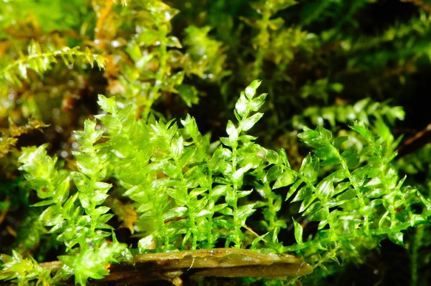 En l’estudi liderat per Ana Maria Yáñez-Serrano, l’espècie Oxyrrhynchium speciosum, que viu a Catalunya, és una de les majors emissores de compostos orgànics volàtils. Crèdits: Jordi Corbera (ICHN).