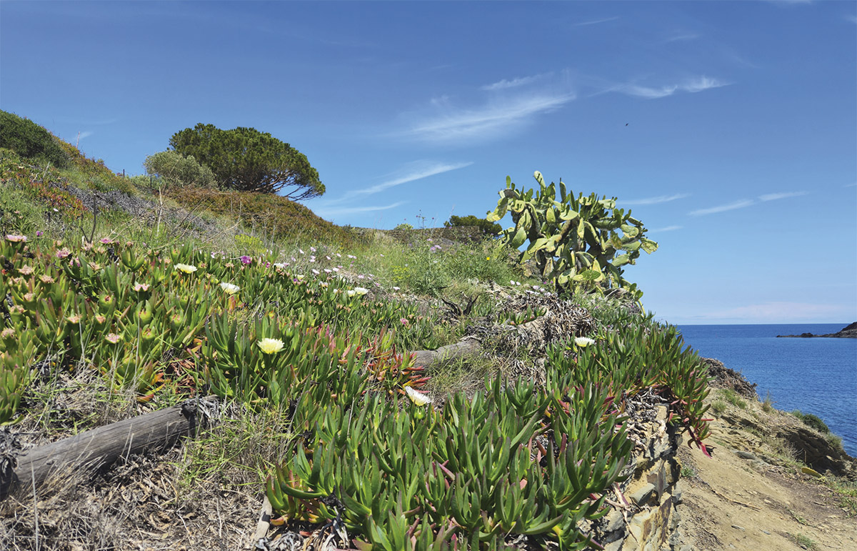 Un jardín privado con Carpobrotus spp y  Opuntia ficus-indica, en Portlligat (Foto: Arnau Bosch)