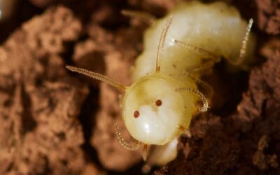 Descubren unas larvas de mosca que se infiltran entre las termitas imitando sus rasgos y olor