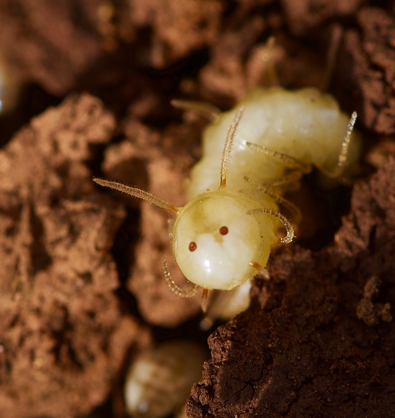 La larva de mosca azul con la ‘máscara de termita’ en un termitero, en Marruecos. / Roger Vila (IBE)