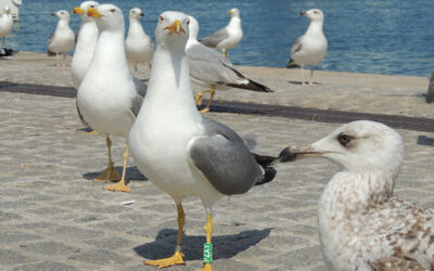 Las gaviotas, inesperadas centinelas de la salud en las ciudades