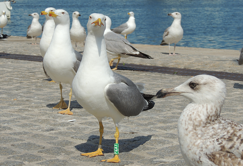 Gaviotas patiamarillas marcadas para la investigación. Imagen de Joan Navarro. 