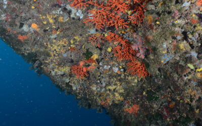 Las colonias de coral rojo sobreviven una década después de ser trasplantadas en las islas Medas