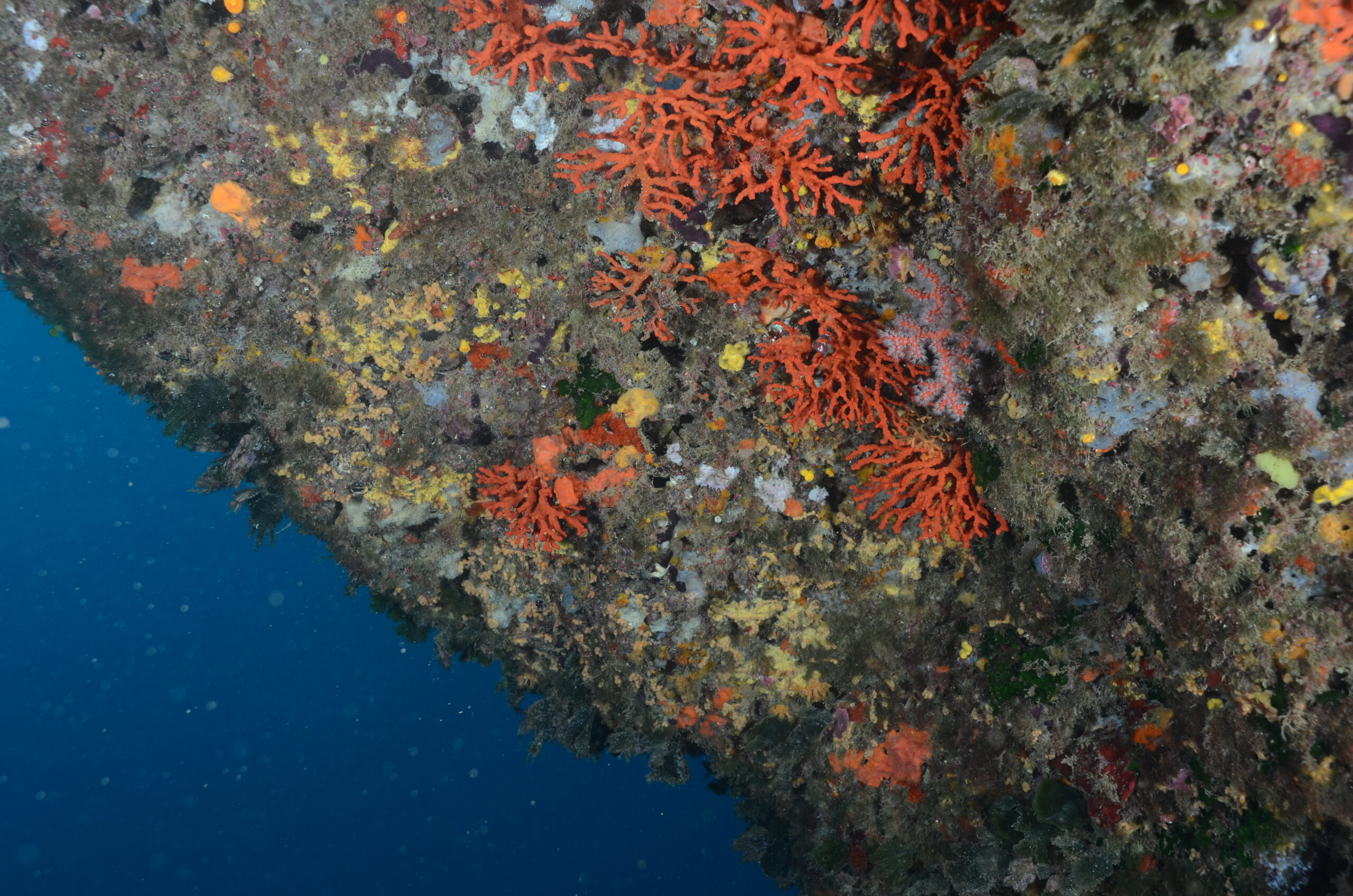 Restauración de coral rojo. Crédito imagen: Grupo de Investoigación MedRecover Restauración de coral rojo. Crédito imagen: Grupo de Investoigación MedRecover