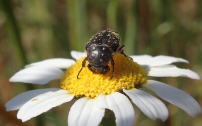 Los fósiles revelan que los insectos polinizadores son más antiguos que las plantas con flores