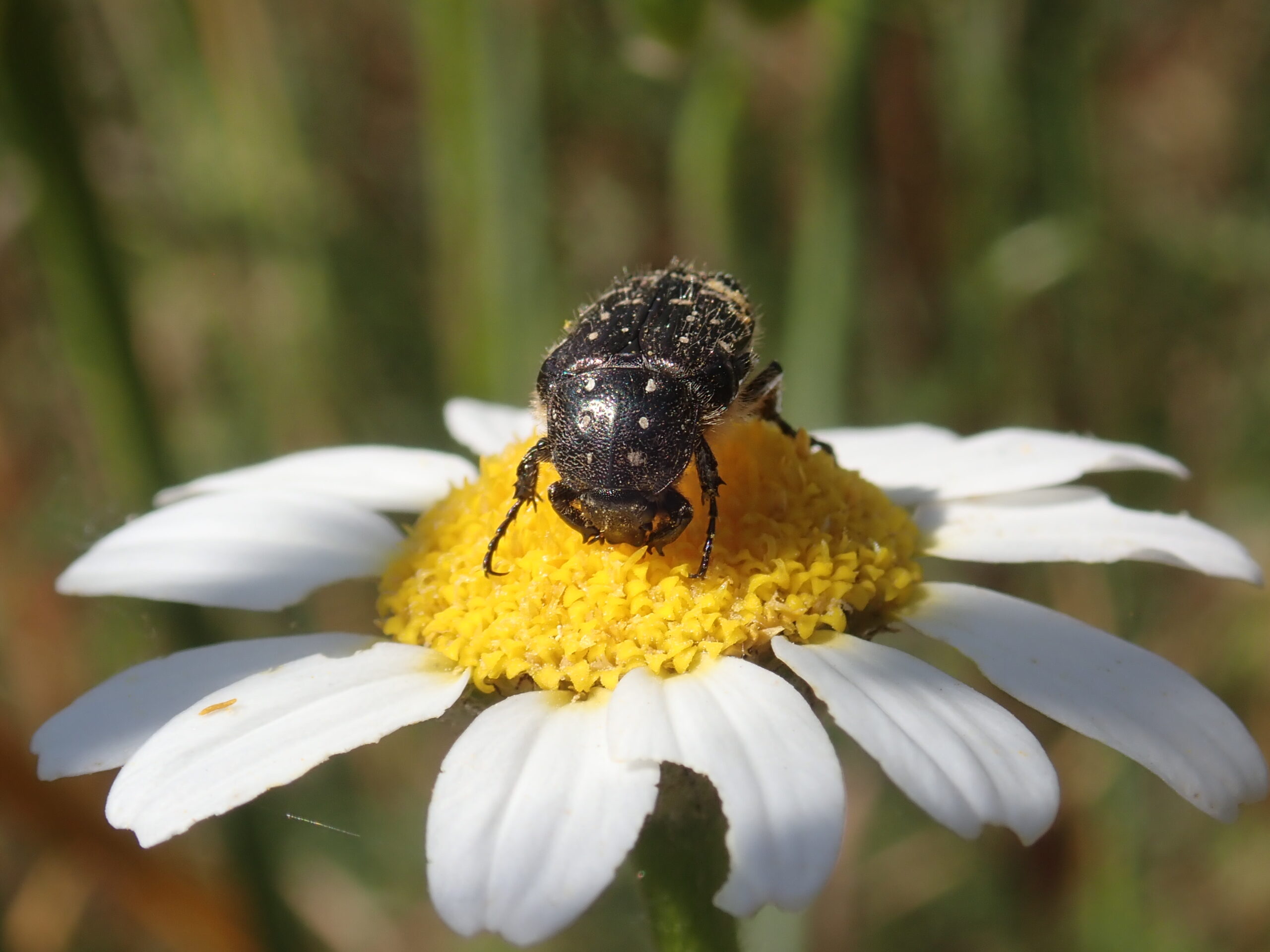 Oxythyrea funesta (escarabajo del sudario) en una Anacyclus clavatus (Asteraceae). Créditos: Oriane Hidalgo.   