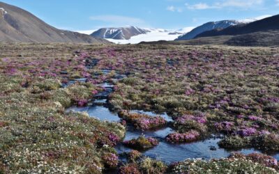 Las plantas del Ártico reaccionan de forma inesperada al cambio climático