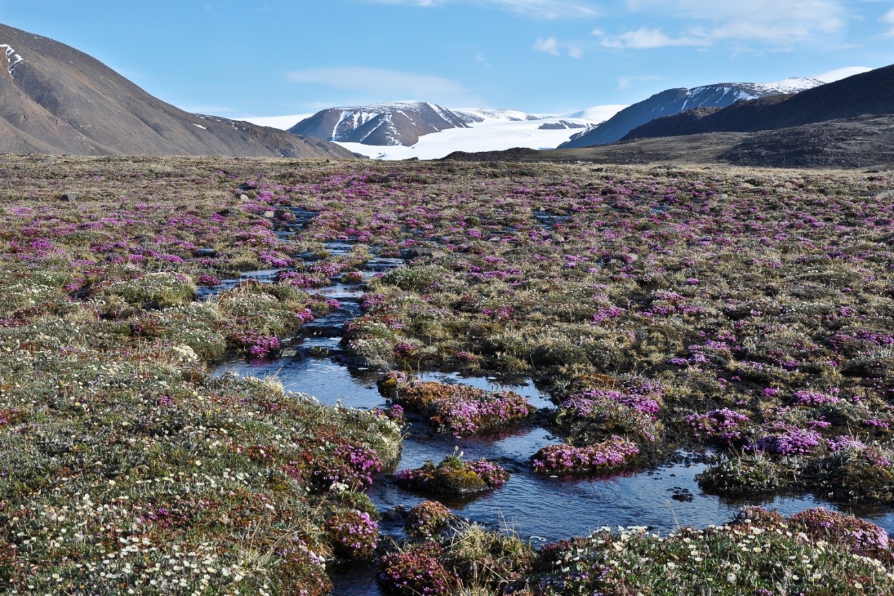 Las plantas de la tundra pueden sobrevivir durante los cortos veranos del Ártico. / Anne Bjorkman Las plantas de la tundra pueden sobrevivir durante los cortos veranos del Ártico. / Anne Bjorkman