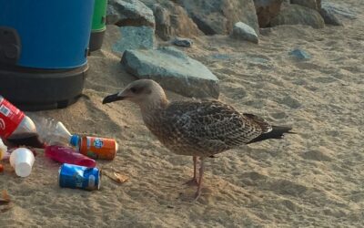 La parálisis que afecta a las gaviotas y otras aves acuáticas estaría causada por botulismo, según un nuevo estudio